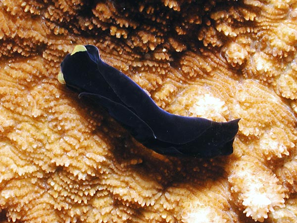 Chelidonura flavolobata